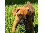 Boxer Puppy for sale in Portsmouth, VA, USA