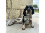 English Springer Spaniel Puppy for sale in Corpus Christi, TX, USA