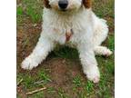 Mutt Puppy for sale in Tolland, CT, USA