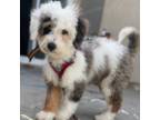 Mutt Puppy for sale in Long Beach, CA, USA