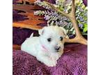 West Highland White Terrier Puppy for sale in Eaton, CO, USA