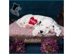 Dalmatian Puppy for sale in North Salt Lake, UT, USA