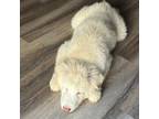 Alaskan Malamute Puppy for sale in Annandale, VA, USA