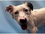 Adopt Evan a Parson Russell Terrier, Australian Shepherd