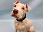 Adopt Alexandrite a Pit Bull Terrier, Mixed Breed