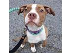 Adopt Spartacus a Pit Bull Terrier, Mixed Breed