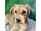 Adopt Eddy a Mixed Breed, Terrier