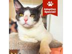 Adopt Herman - So sweet, likes other cats, just $50 adoption fee!