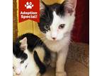 Adopt Dakota bonded with Denim- shy but sweet and playful kitten! LOVES cats!