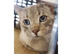 Adopt Ares a Domestic Short Hair