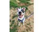 Adopt BUSTER a Terrier