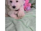 Bichon Frise Puppy for sale in Jasonville, IN, USA