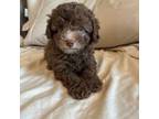 Poodle (Toy) Puppy for sale in Bowling Green, KY, USA