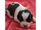 Saint Bernard Puppy for sale in Safford, AZ, USA