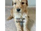 Orange female