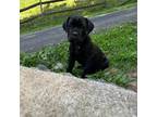 Cane Corso Puppy for sale in Asheville, NC, USA