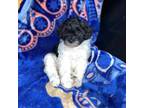 Shih Tzu Puppy for sale in Detroit, MI, USA