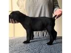 Cane Corso Puppy for sale in Ruckersville, VA, USA
