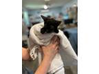 Adopt Snapping Turtle a Domestic Short Hair