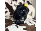 Shih Tzu Puppy for sale in Franklinton, LA, USA