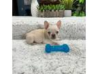 French Bulldog Puppy for sale in Greenfield, IN, USA