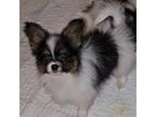 Papillon Puppy for sale in Knoxville, TN, USA