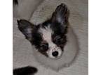 Papillon Puppy for sale in Knoxville, TN, USA