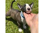 Boston Terrier Puppy for sale in Jacksonville, NC, USA