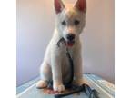Siberian Husky Puppy for sale in Charlotte, NC, USA