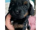 Maltipoo Puppy for sale in Ironton, MO, USA