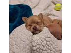Chihuahua Puppy for sale in Rochester, NY, USA