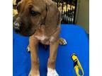 Rhodesian Ridgeback Puppy for sale in Summerfield, FL, USA