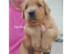 Golden Retriever Puppy for sale in Madison, IN, USA