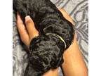 Goldendoodle Puppy for sale in Childersburg, AL, USA