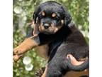 Rottweiler Puppy for sale in Temecula, CA, USA