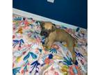 Boxer Puppy for sale in Parrish, FL, USA
