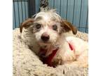 Adopt Puddles 11503 a Terrier