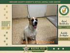 Adopt Stormy a Mixed Breed