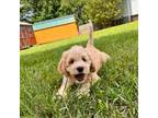 Australian Labradoodle Puppy for sale in Yadkinville, NC, USA