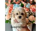 Shih-Poo Puppy for sale in Locust, NC, USA