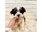Biewer Terrier Puppy for sale in Greenwood, SC, USA