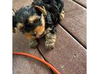 Yorkshire Terrier Puppy for sale in Macomb, MI, USA