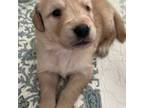Golden Retriever Puppy for sale in Cleveland, TN, USA