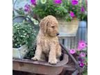 Goldendoodle Puppy for sale in Conway, MO, USA