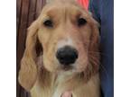 Golden Retriever Puppy for sale in Plymouth, WI, USA