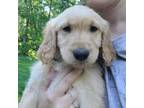 Goldendoodle Puppy for sale in Plymouth, WI, USA