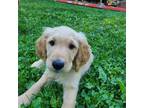 Goldendoodle Puppy for sale in Plymouth, WI, USA