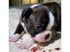Boston Terrier Puppy for sale in Toccoa, GA, USA