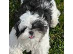 Shih Tzu Puppy for sale in Wimauma, FL, USA