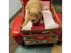 Golden Retriever Puppy for sale in Faribault, MN, USA